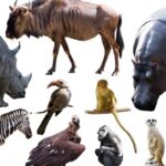 anatomia animali umani