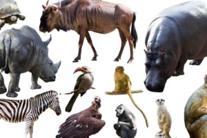 anatomia animali umani
