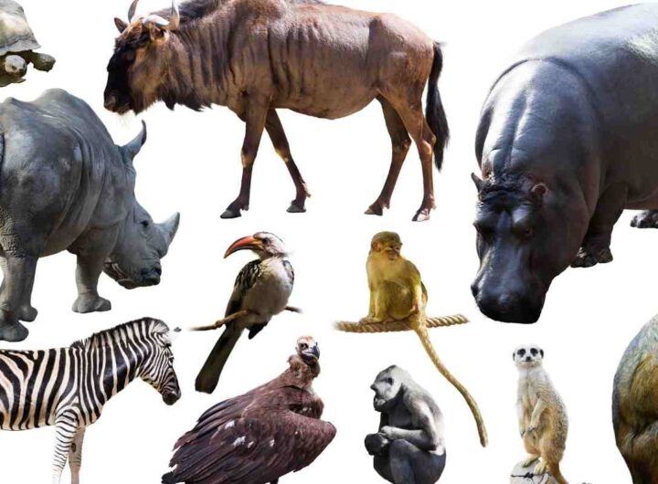 anatomia animali umani