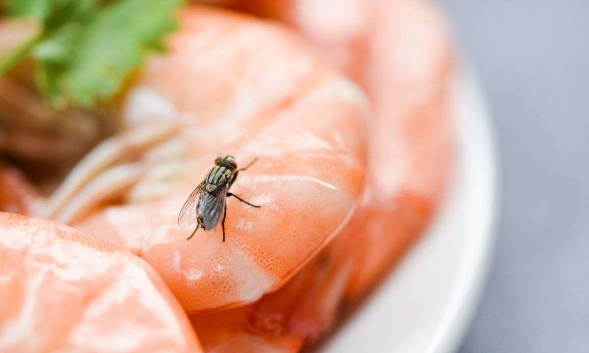 Come sbarazzarsi delle mosche con prodotti naturali