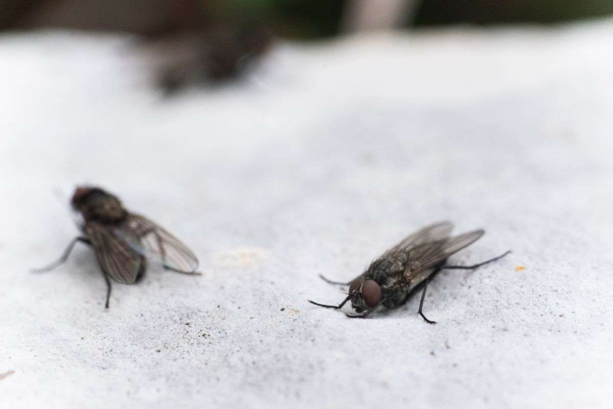 Le mosche sono portatrici di malattie?