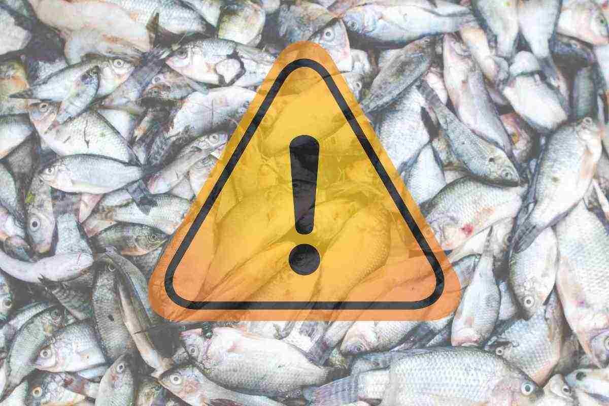 Allarme alimentare, trovate sostanze pericolose in questi lotti di pesce, attenzione