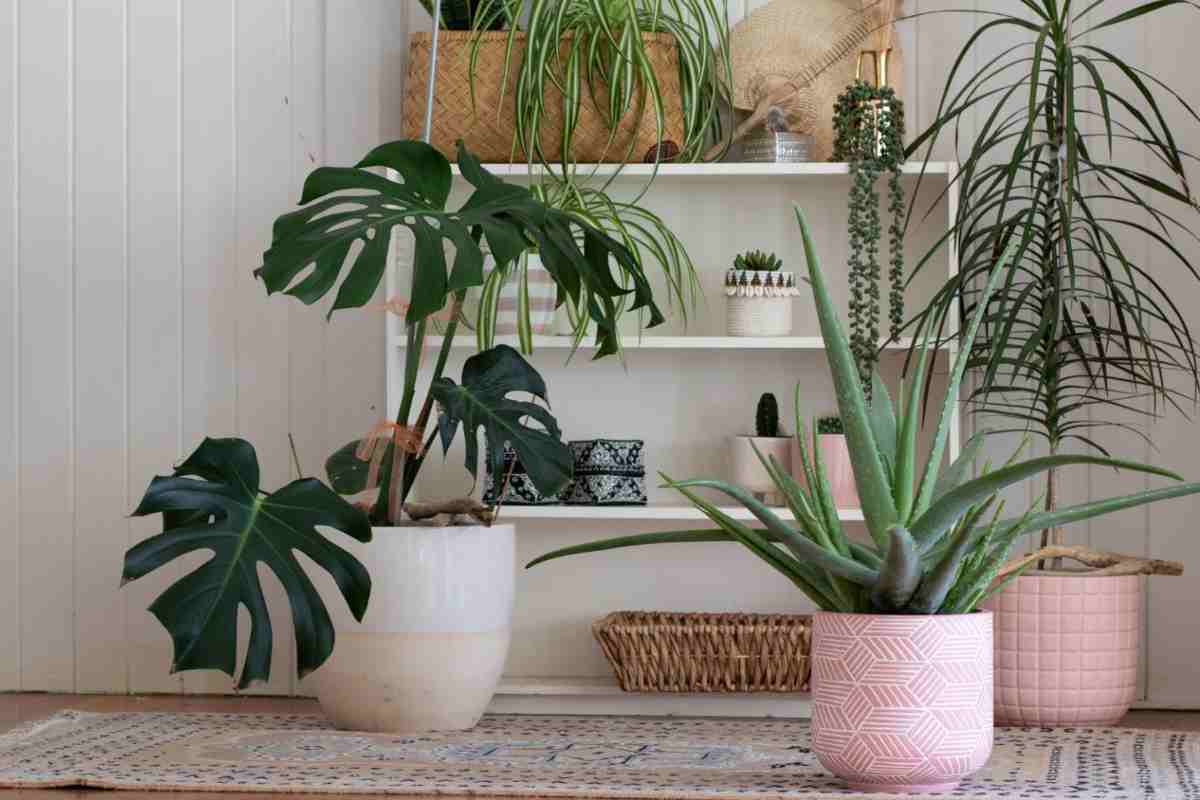 piante interno